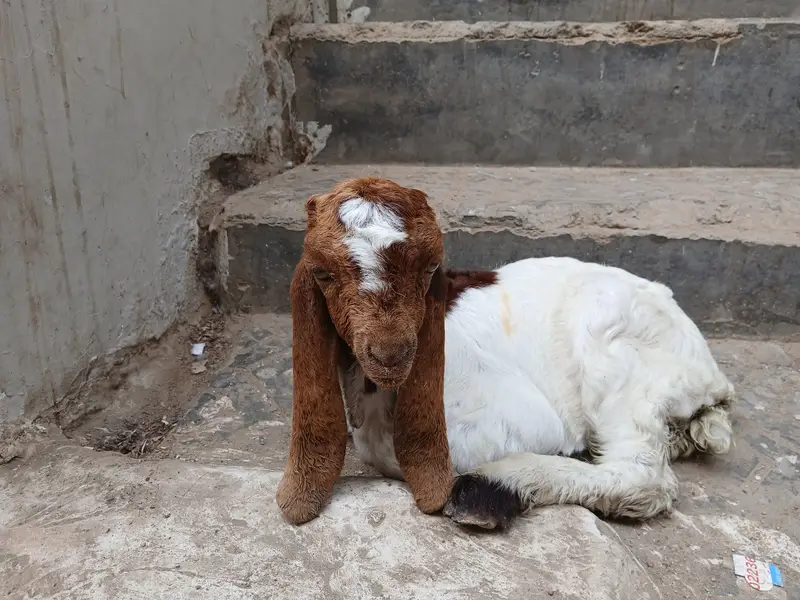 Baby goat — photo 3