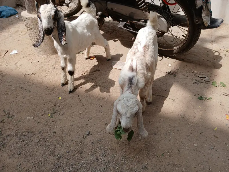 Baby goat — photo 4