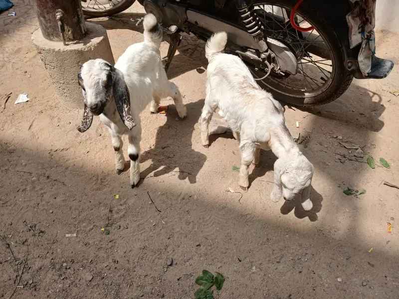 Baby goat — photo 5