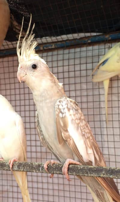 White face fawn coaktail-breeder pair-healthy- ready to breed .