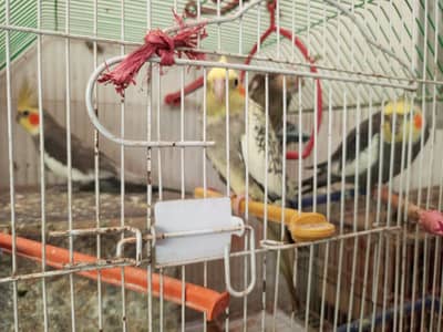 coacktail pair for urgent sale