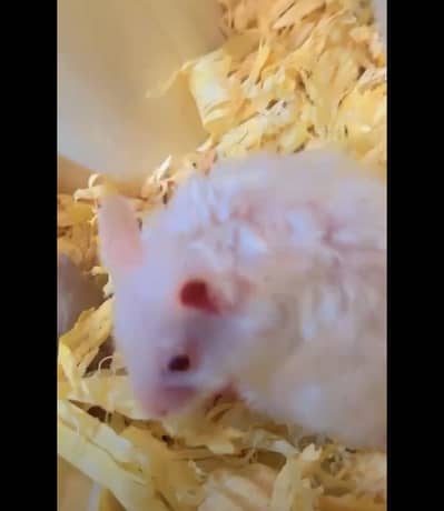 White Hamster