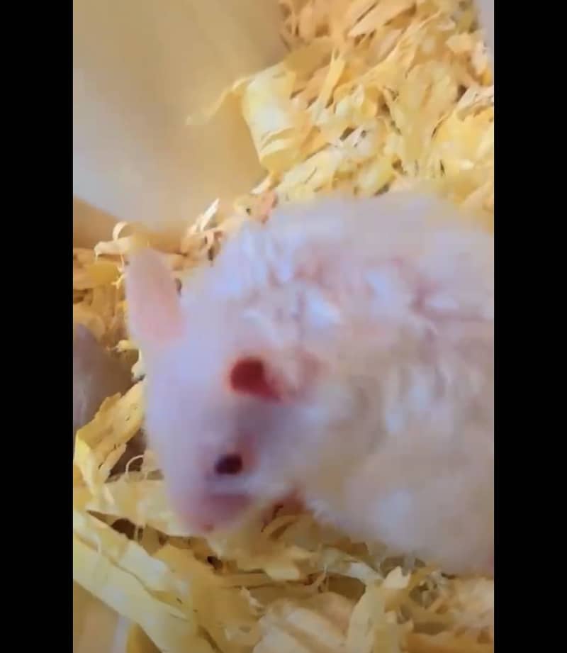 White Hamster 0