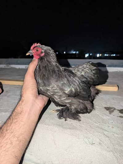 Cochin Bantam White Silkies Heavy Buff Desi LSL eggs and chicks