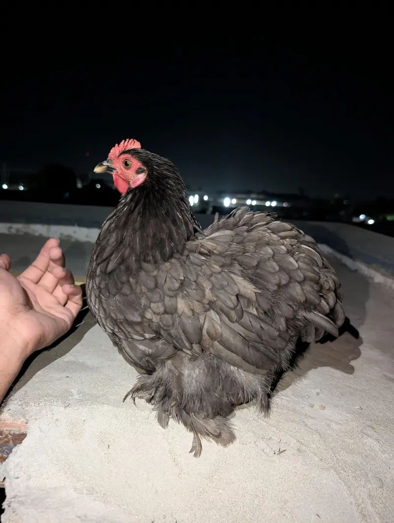 Cochin Bantam White Silkies Heavy Buff Desi LSL eggs and chicks — photo 2