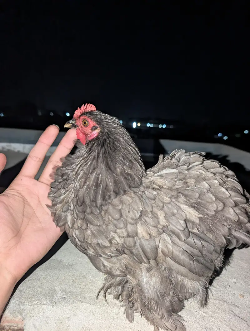 Cochin Bantam White Silkies Heavy Buff Desi LSL eggs and chicks — photo 3