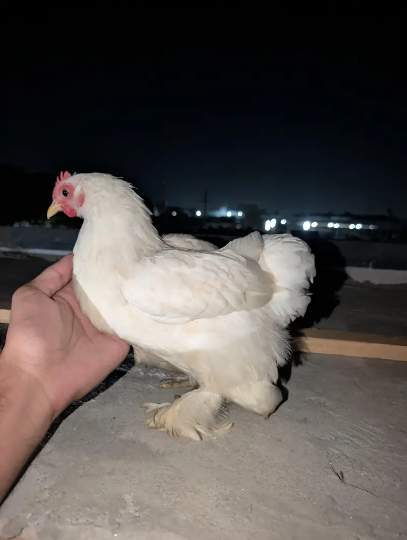 Cochin Bantam White Silkies Heavy Buff Desi LSL eggs and chicks — photo 4