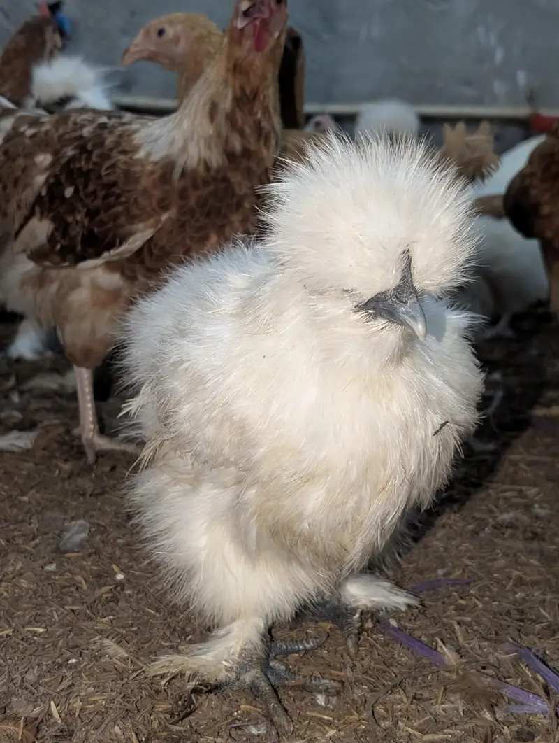 Cochin Bantam White Silkies Heavy Buff Desi LSL eggs and chicks — photo 5