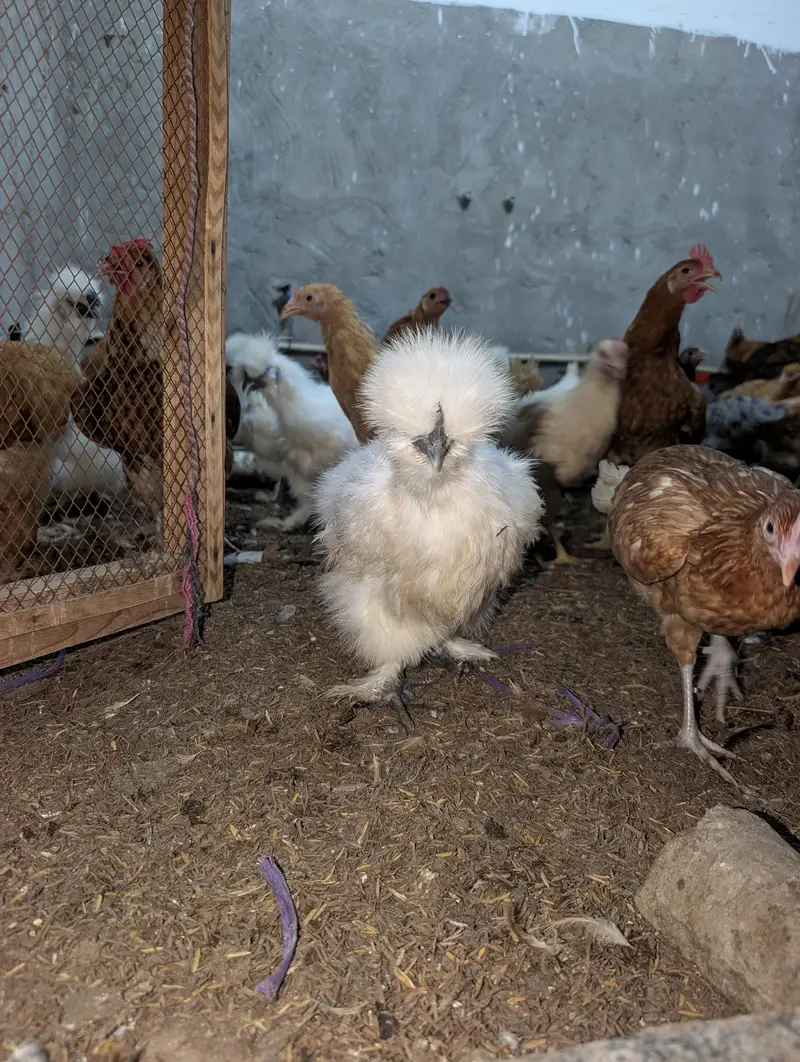 Cochin Bantam White Silkies Heavy Buff Desi LSL eggs and chicks — photo 6