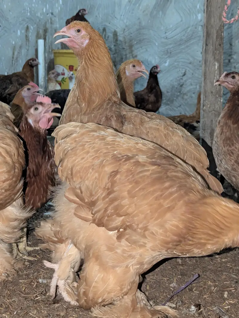 Cochin Bantam White Silkies Heavy Buff Desi LSL eggs and chicks — photo 7