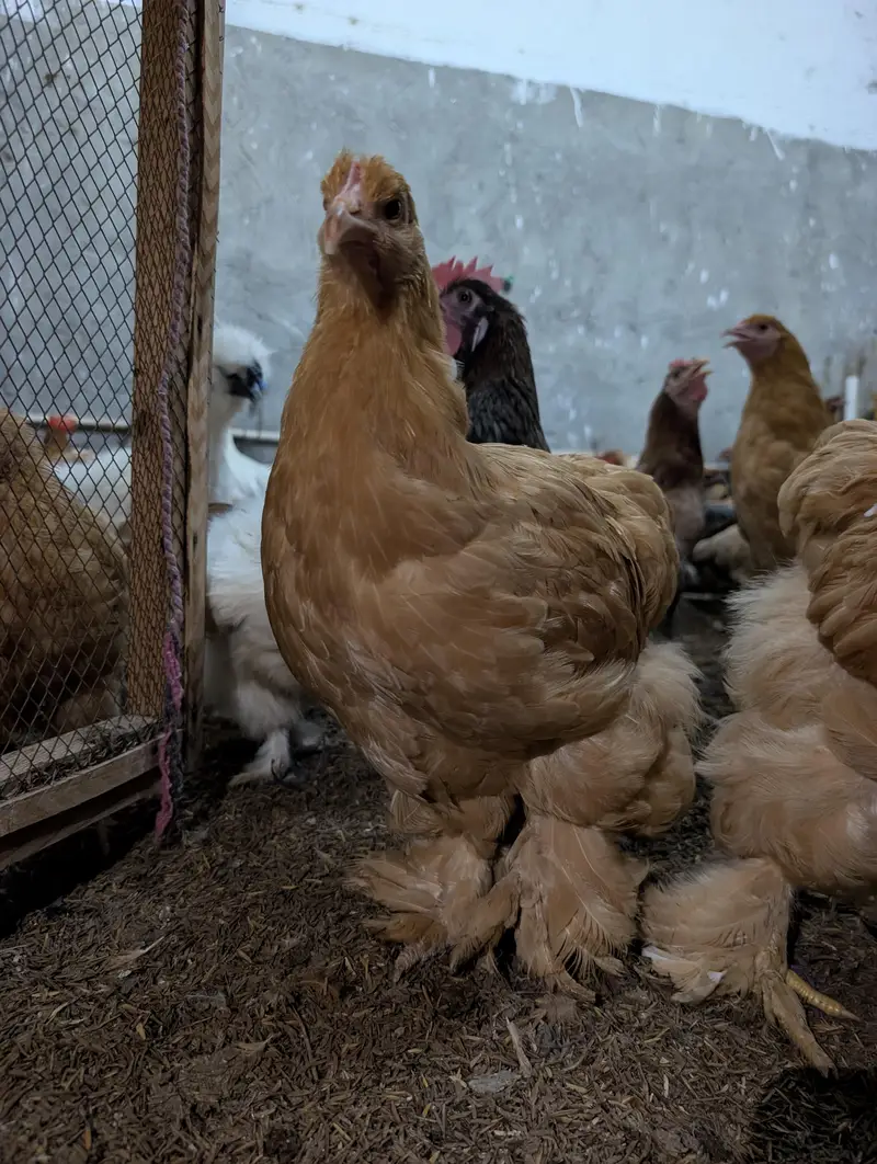 Cochin Bantam White Silkies Heavy Buff Desi LSL eggs and chicks — photo 8