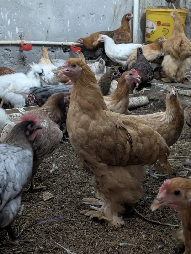 Cochin Bantam White Silkies Heavy Buff Desi LSL eggs and chicks — photo 9