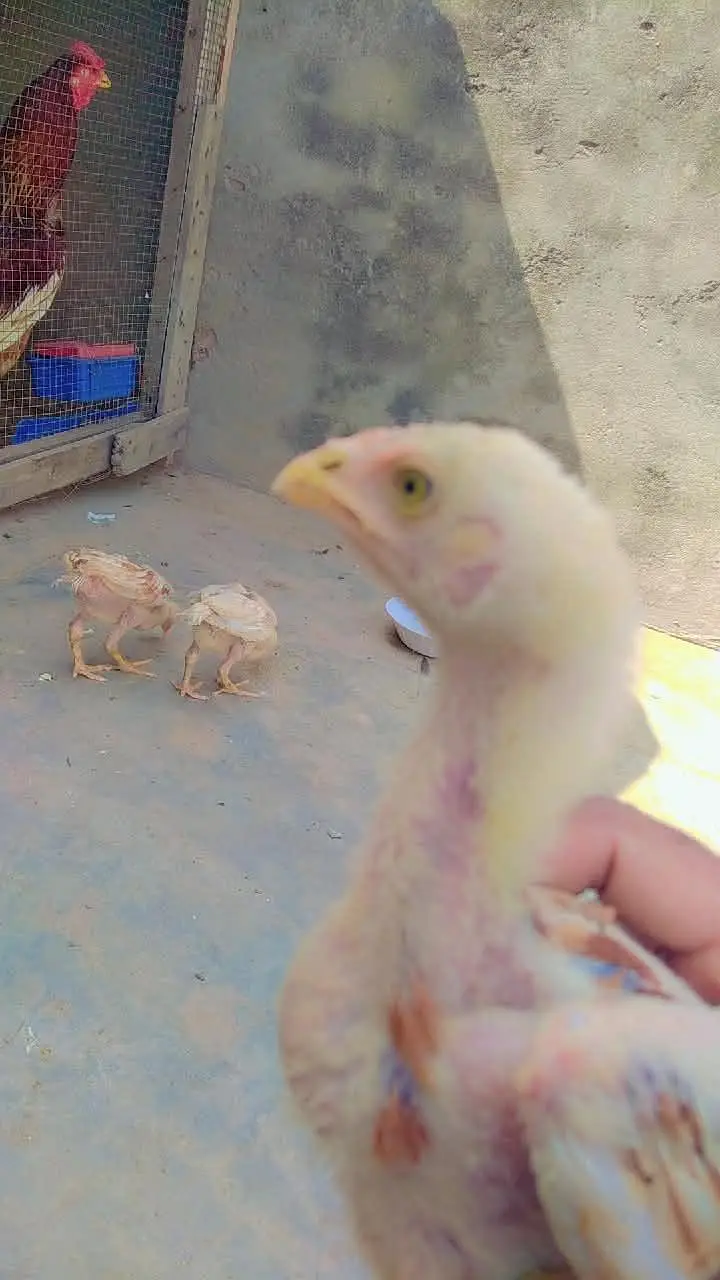 aseel chick and patha for sale — photo 4