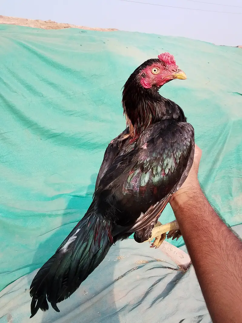 Aseel Murgha Sale – 2 Mushki Patthay, 1 Heera aseel Madi & 1 Mushi — photo 2