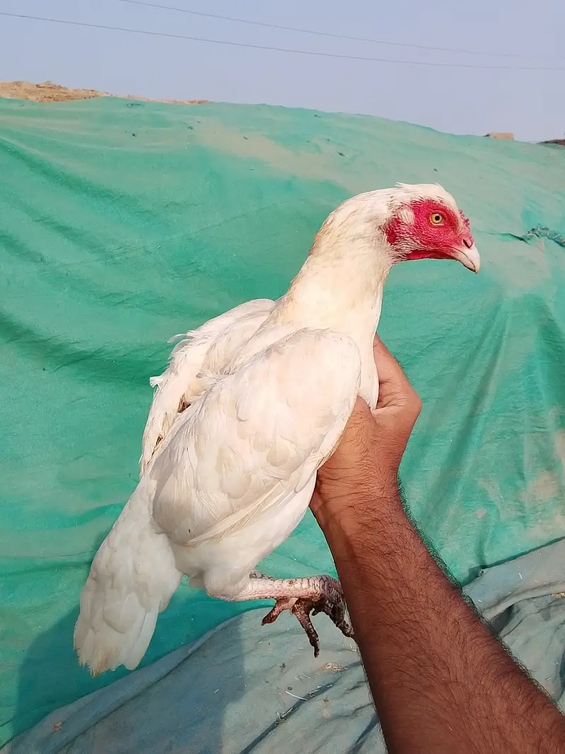 Aseel Murgha Sale – 2 Mushki Patthay, 1 Heera aseel Madi & 1 Mushi — photo 4