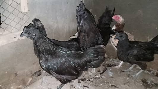 Ayam cemani hens 4+1 set for location jauharabad price 16000