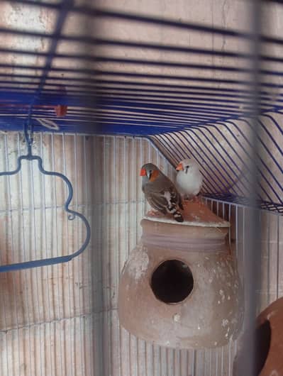 White Zebra Female + Grey Zebra Male Breeder pair
