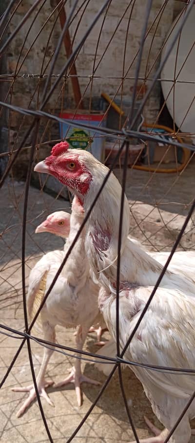 heera aseel for sale