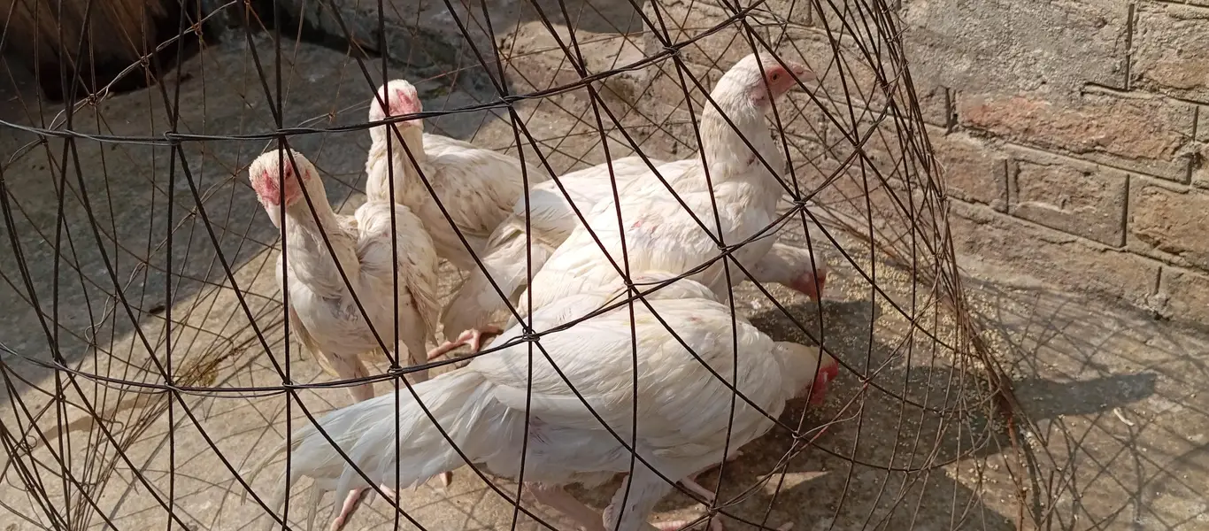 heera aseel for sale & exchange with raw parrot — photo 2