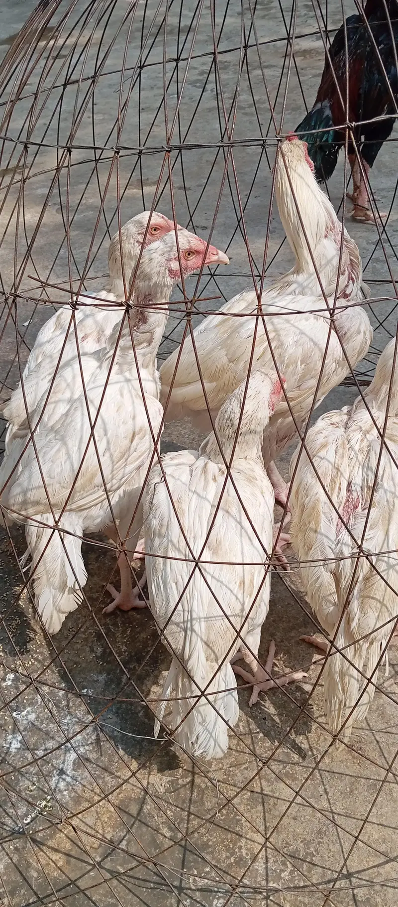 heera aseel for sale & exchange with raw parrot — photo 3