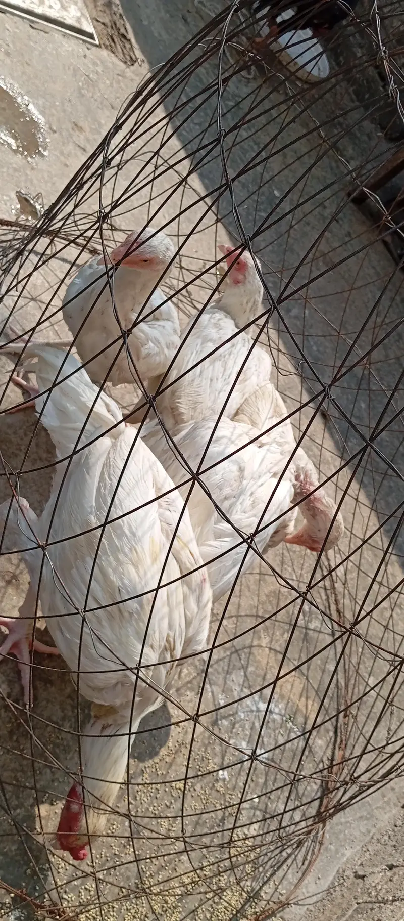 heera aseel for sale & exchange with raw parrot — photo 4