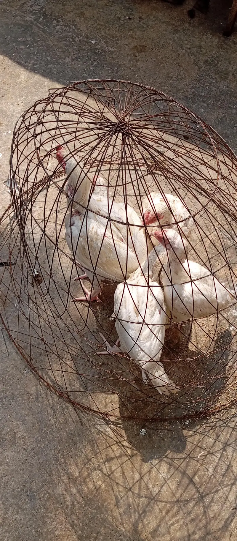 heera aseel for sale & exchange with raw parrot — photo 5