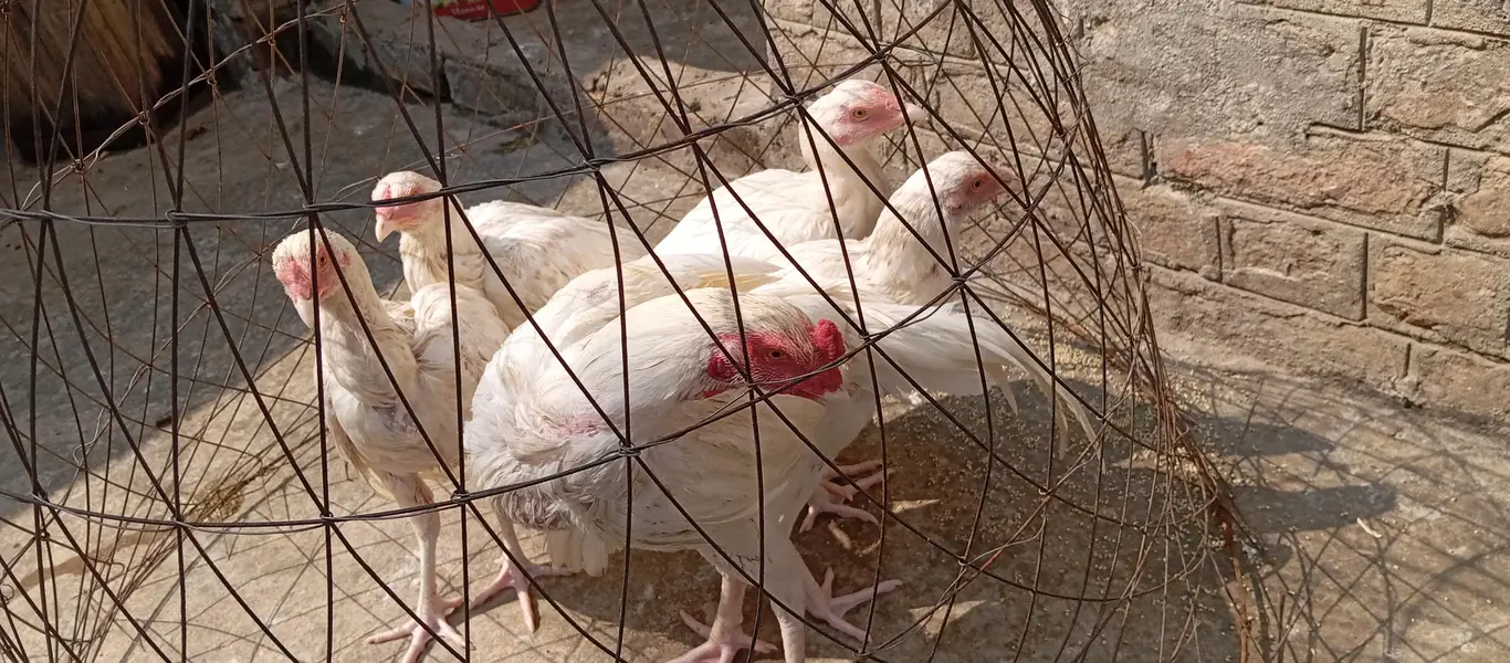heera aseel for sale & exchange with raw parrot — photo 8