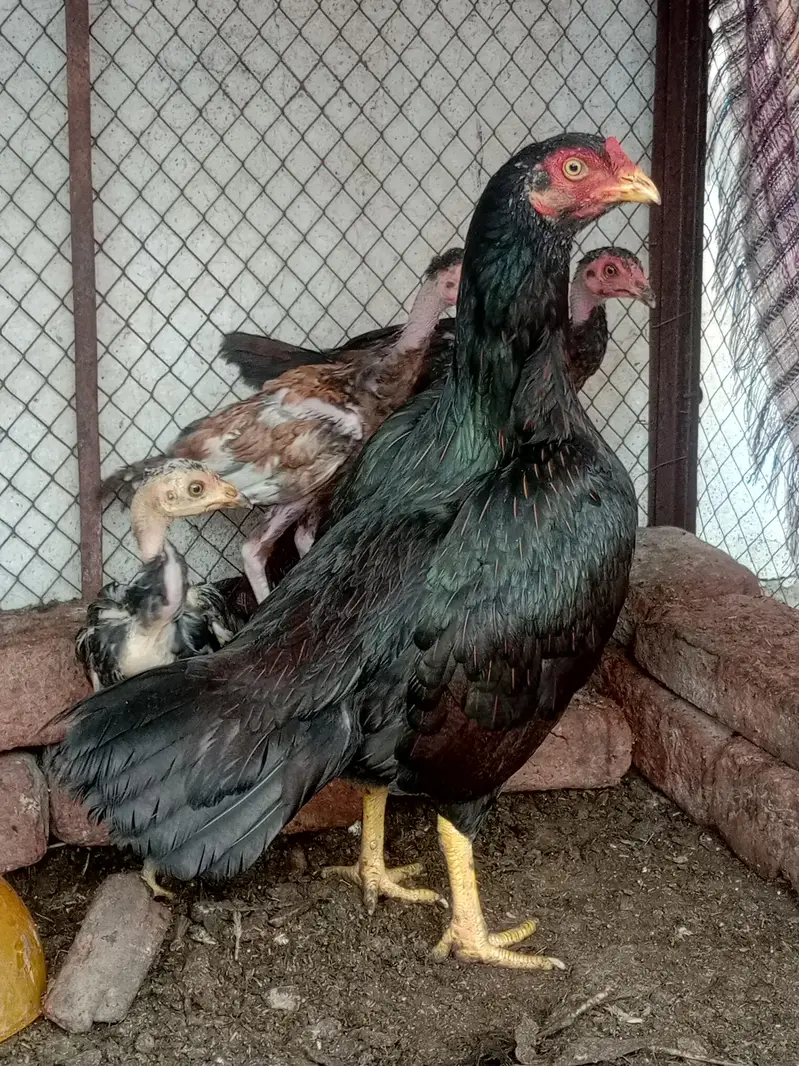 mian wali male — photo 2