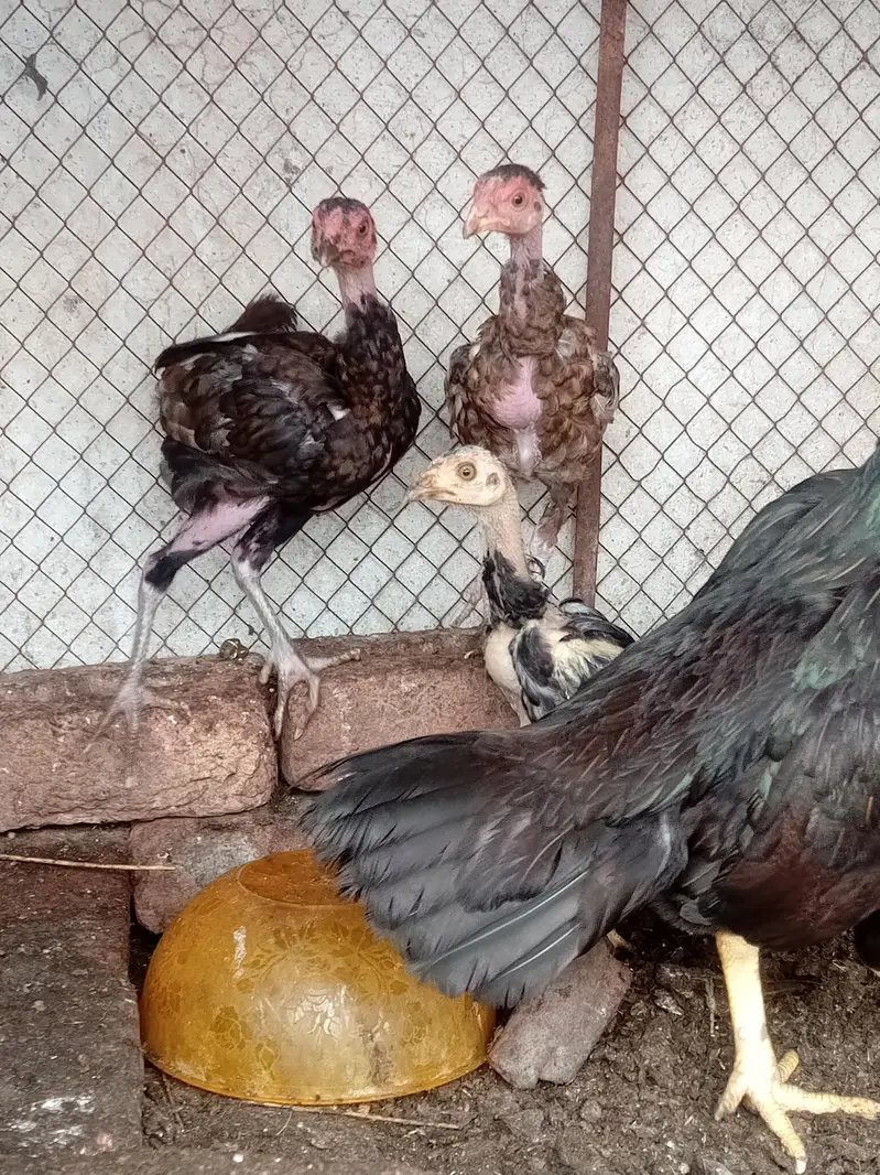 mian wali male — photo 3