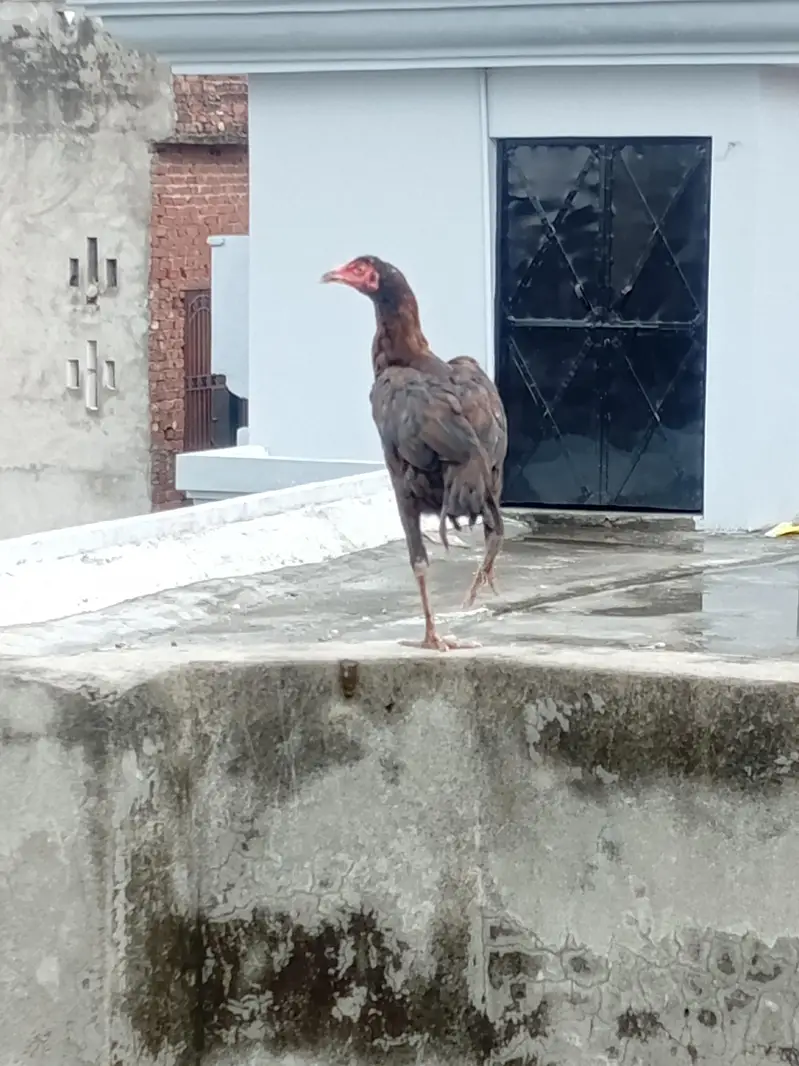 mian wali male — photo 4