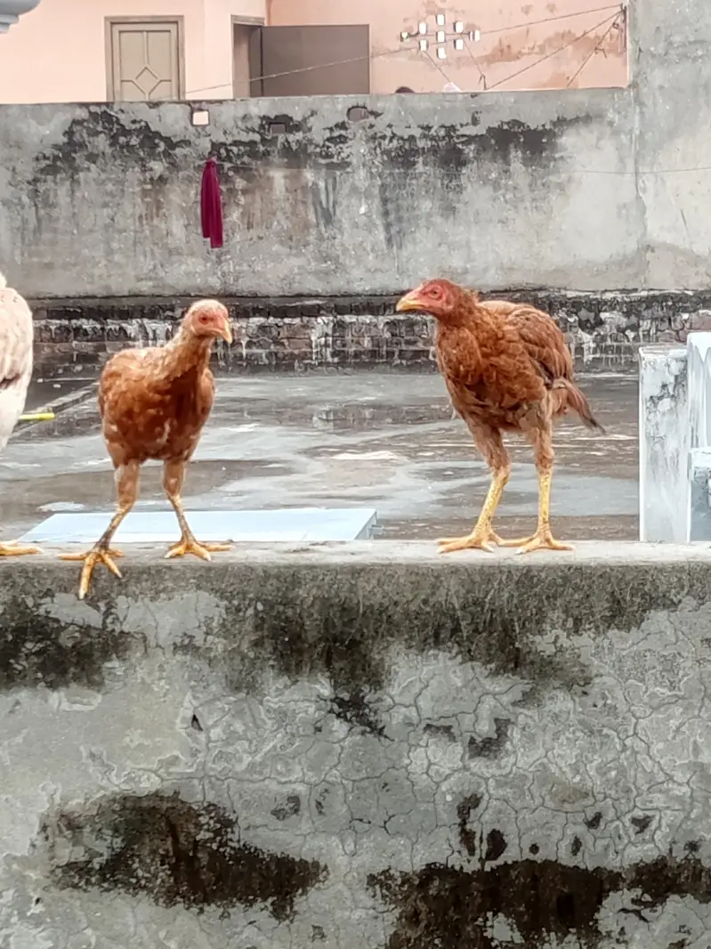 mian wali male — photo 5