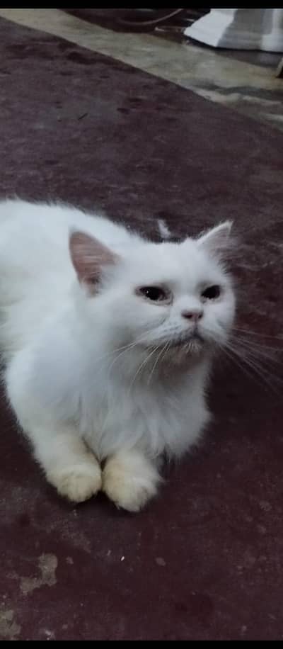 prison breeder cats pair  for sale