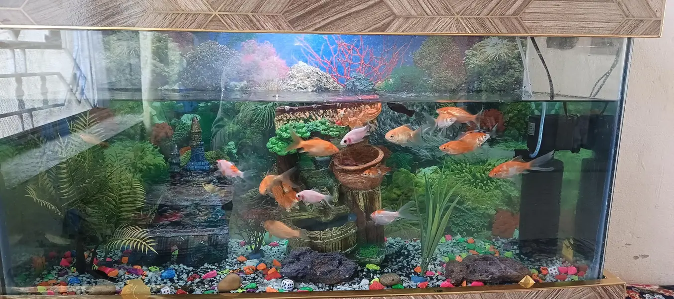 Full Aquarium — photo 2