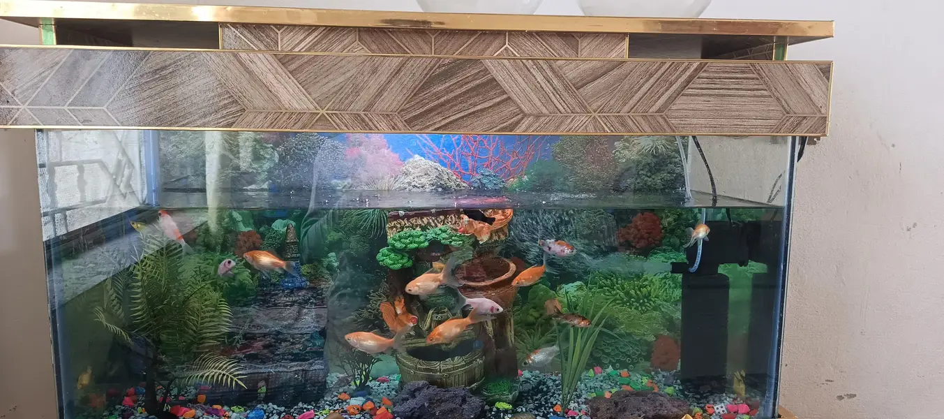 Full Aquarium — photo 3