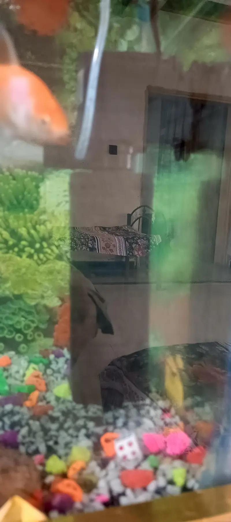 Full Aquarium — photo 5