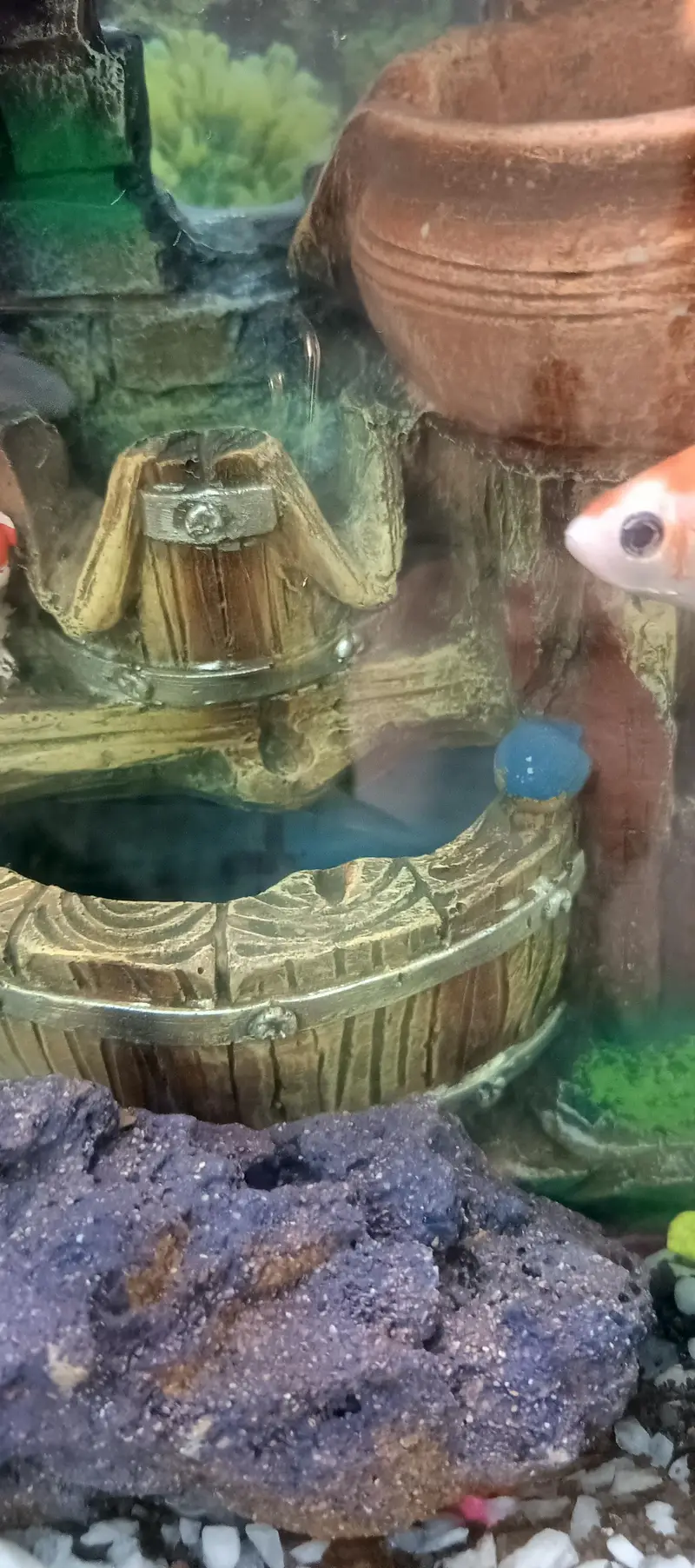 Full Aquarium — photo 8