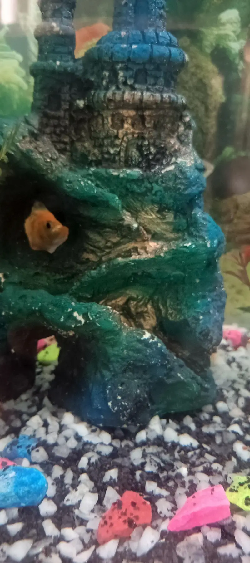 Full Aquarium — photo 9