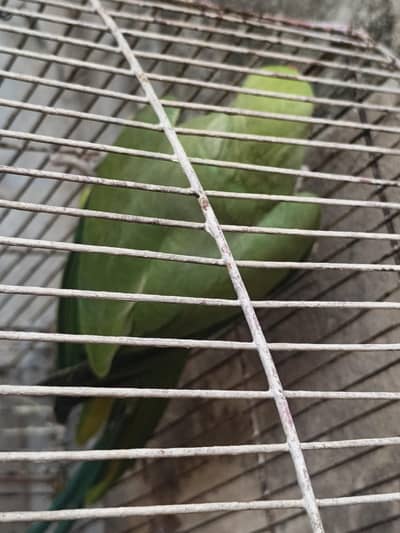 Green Parrot