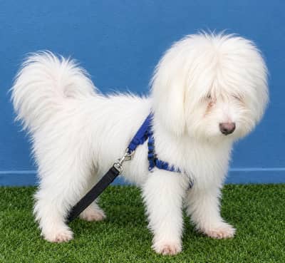 Zero Size Male Toy Poodle for Sale – 10 Months Old | Rawalpindi