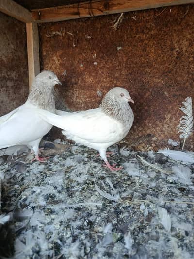 pigeon pairs for sale