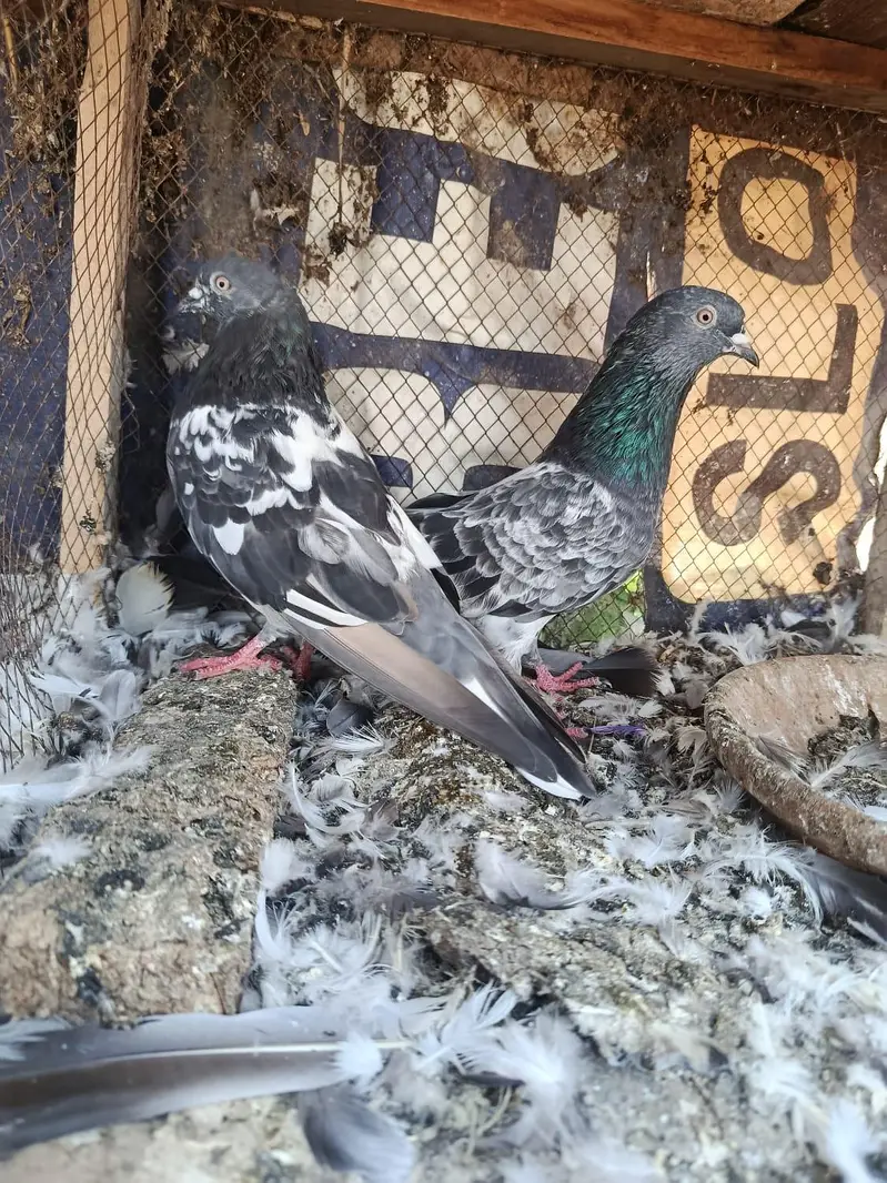 pigeon pairs for sale — photo 2
