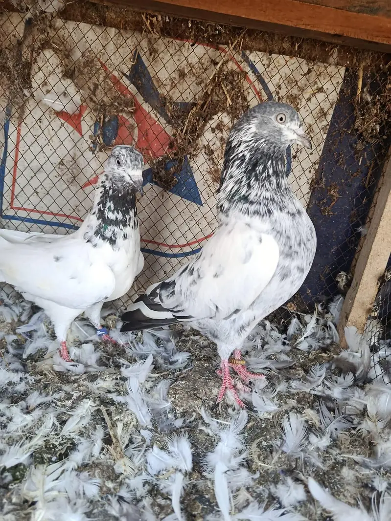 pigeon pairs for sale — photo 3