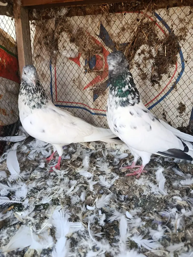 pigeon pairs for sale — photo 4