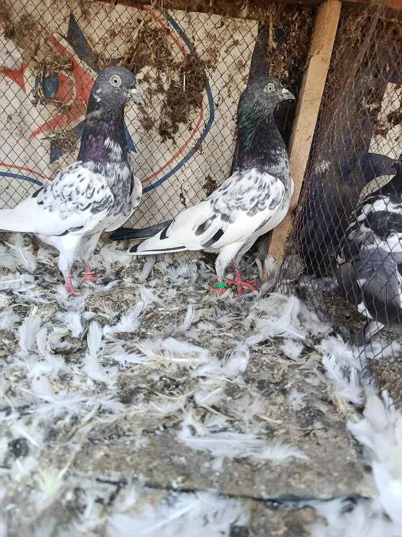 pigeon pairs for sale — photo 5