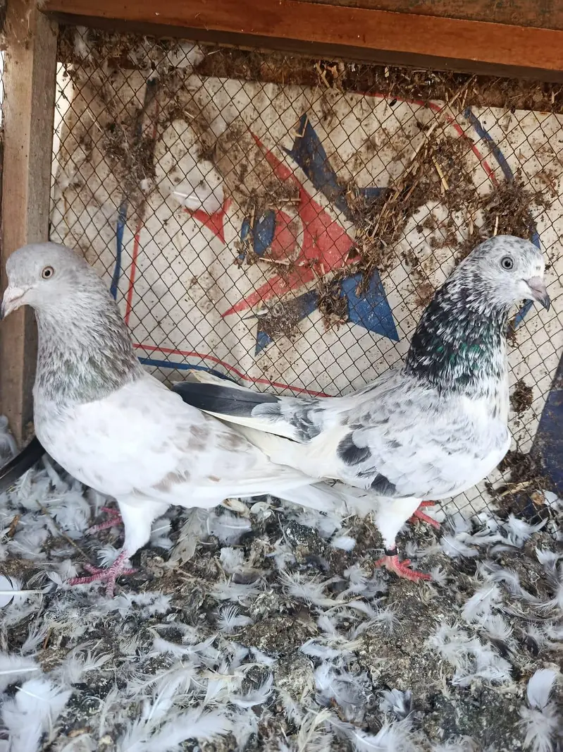 pigeon pairs for sale — photo 6