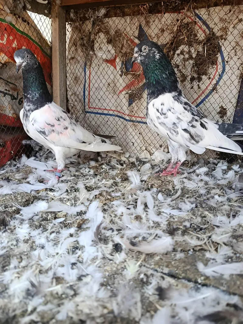 pigeon pairs for sale — photo 7