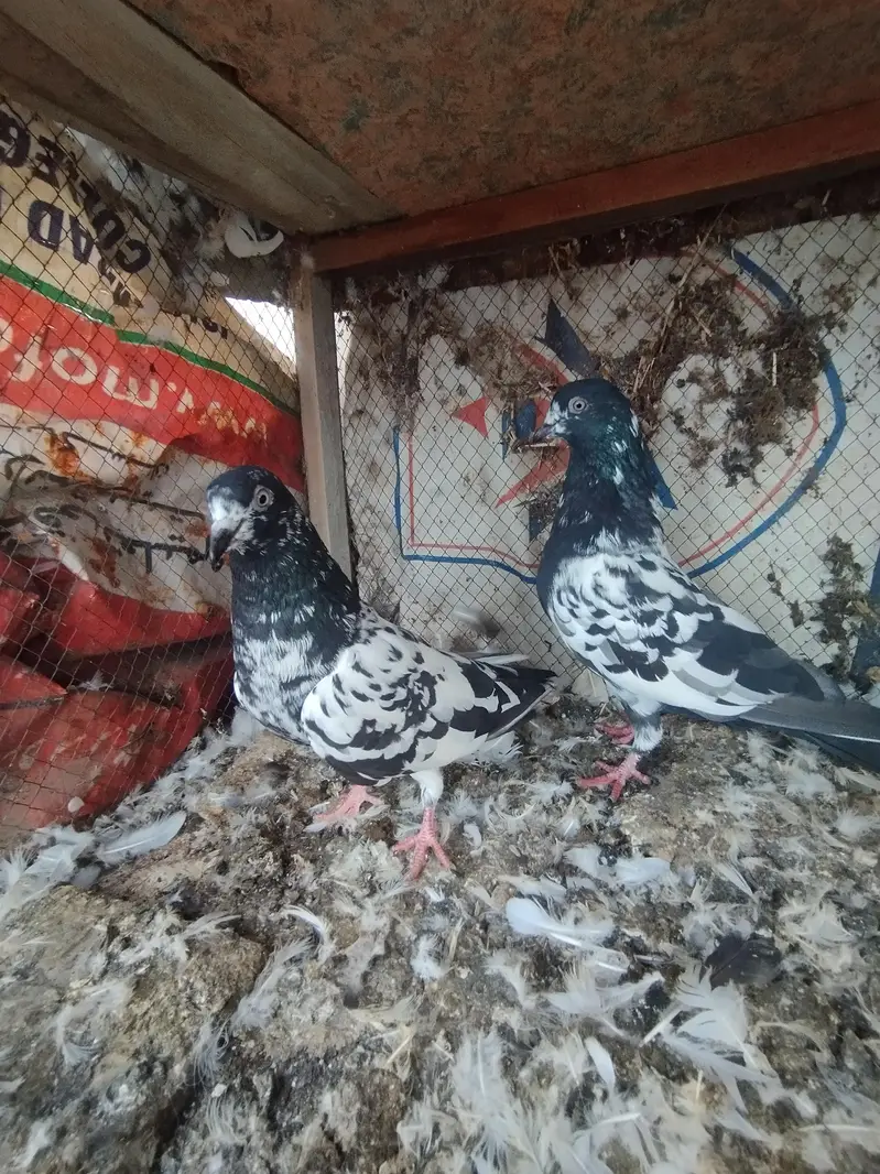 pigeon pairs for sale — photo 8