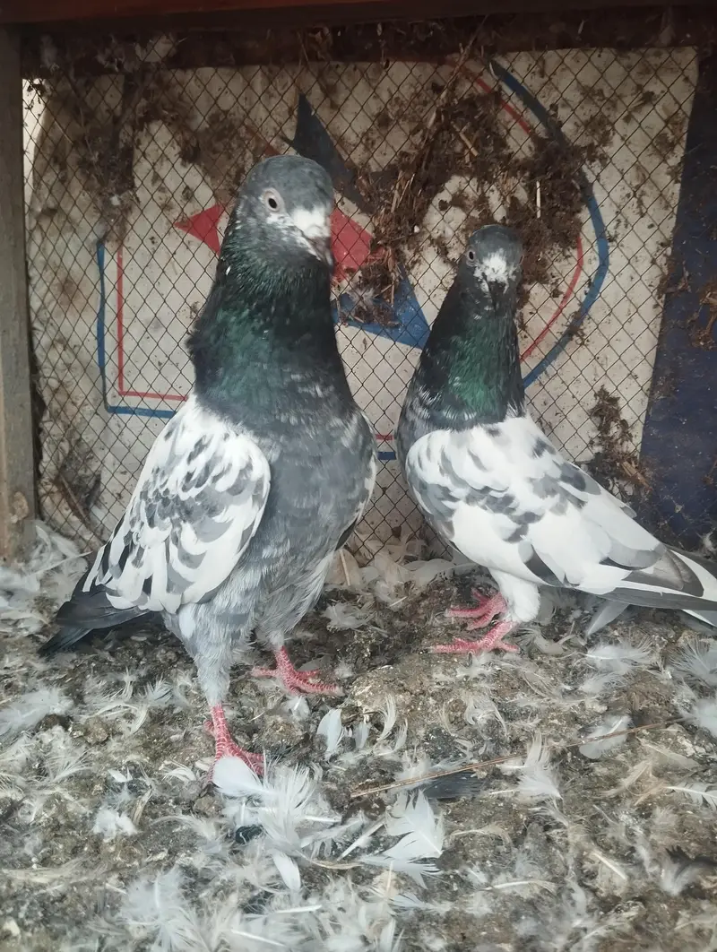 pigeon pairs for sale — photo 9