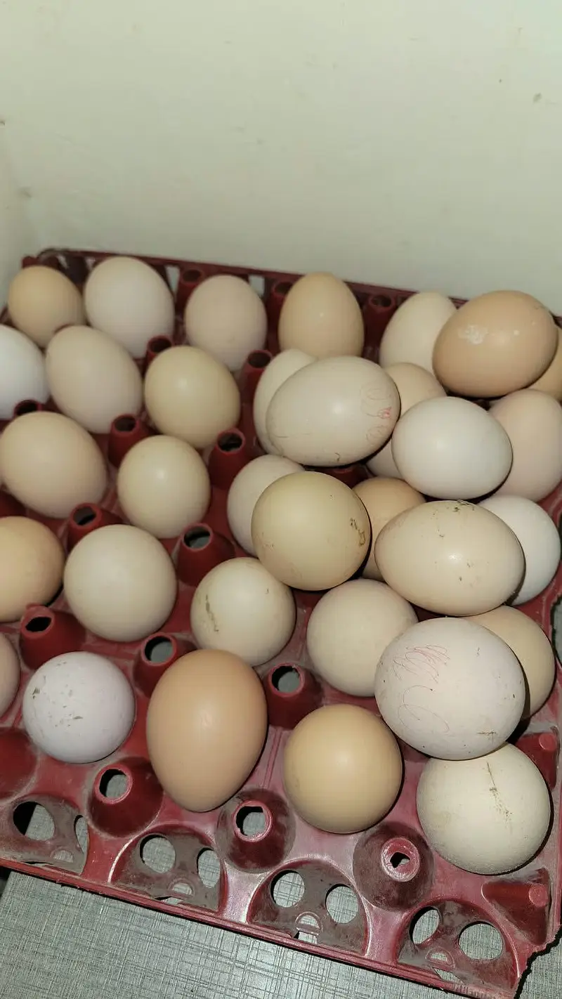 Fertile Organic Fresh desi eggs — photo 2