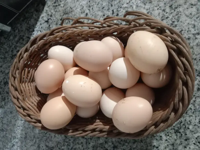Fertile Organic Fresh desi eggs — photo 4